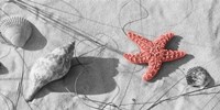 Close-Up Of A Starfish And Seashells On The Beach, Dauphin Island, Alabama Fine Art Print