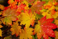 Close-Up Of Wet Autumn Leaves, Portland, Oregon Fine Art Print