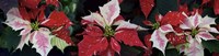 Close-Up Of Poinsettias Fine Art Print