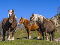 Close-Up Of Three Horses Fine Art Print