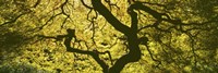 View Of Tree Branches, Portland Japanese Garden Fine Art Print