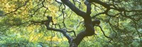Close Up Of Japanese Maple Branches, Portland Japanese Garden Fine Art Print