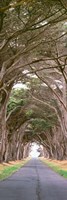 View Of Monterey Cypresses Above Road, Point Reyes National Seashore, California Fine Art Print