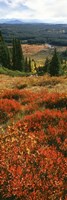 View Of Huckleberries Bushes On Hilly Terrain, Rockchuck Peak, Grand Teton National Park, Wyoming Fine Art Print