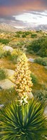 Close Up Of Spanish Bayonet Fine Art Print