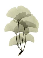 Ginko II Fine Art Print