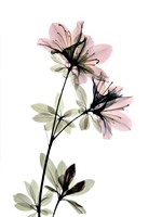 Azalea Fine Art Print