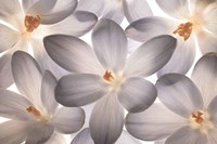 Petal Perfect Fine Art Print