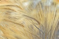 Foxtail Fine Art Print