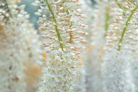 Humbled Fine Art Print