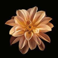 Four Keeps II Fine Art Print