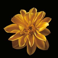 Four Keeps III Fine Art Print