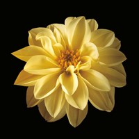 Four Keeps IV Fine Art Print