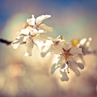 Soft Bloom I Fine Art Print