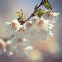 Soft bloom II Fine Art Print