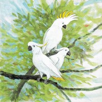 Cockatoos Fine Art Print