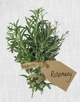 Rosemary Fine Art Print