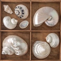 Seashells Treasures I Fine Art Print