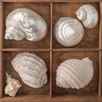 Seashells Treasures II Fine Art Print