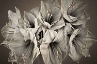 Grand Floral Fine Art Print