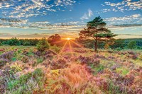 Heathland Sunset Fine Art Print