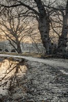 Frosty Morning III Fine Art Print