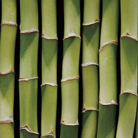 Bamboo Lengths Fine Art Print