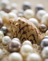 Sea Jewels IV Fine Art Print