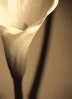 Divinity I Fine Art Print