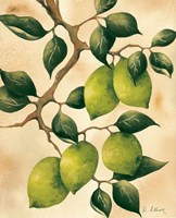 Italian Harvest - Limes Fine Art Print