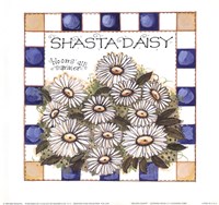 Shasta Daisy Fine Art Print