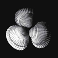 Shell Collection I Fine Art Print