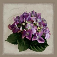 Botanical Hydrenga Fine Art Print