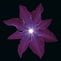 Clematis Fine Art Print