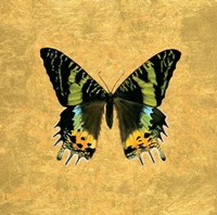 Butterfly on Gold Fine Art Print