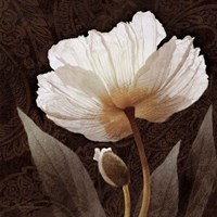 Paisley Poppy I Fine Art Print