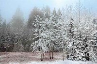 Frosty Morning Fine Art Print