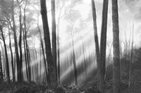 Mystical Forest & Sunbeams Fine Art Print