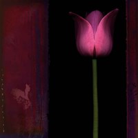 Red Tulip I Fine Art Print