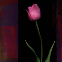 Red Tulip II Fine Art Print