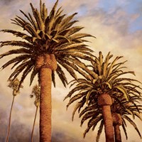 Fog Over Canary Palms Fine Art Print