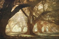 Oak Alley Morning Light Fine Art Print