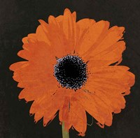 Midnight Gerbera I Fine Art Print