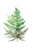 Wild Greens I Fine Art Print