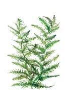 Wild Greens II Fine Art Print