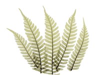 Woodlands II Fine Art Print