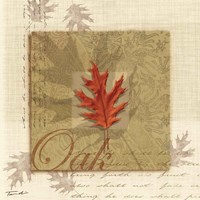 Oak Framed Print
