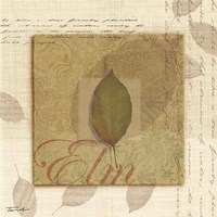 Elm Fine Art Print