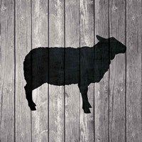Barn Sheep Fine Art Print