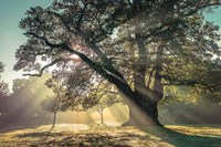 Breaking Through Fine Art Print